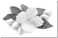 Version: noir-et-blanc