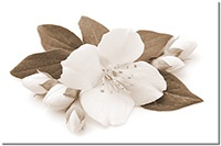 Version: sepia
