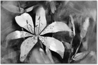 Version: noir-et-blanc