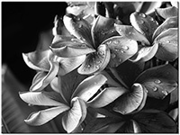 Version: noir-et-blanc