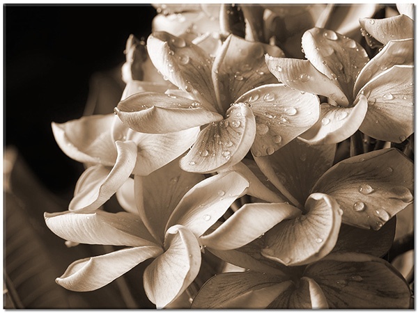 tableau sur toile, beige, fleurs, jaune, noir, orange, petales, rose, rosee, vert, violet