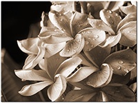 Version: sepia