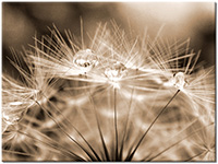 Version: sepia