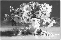 Version: noir-et-blanc