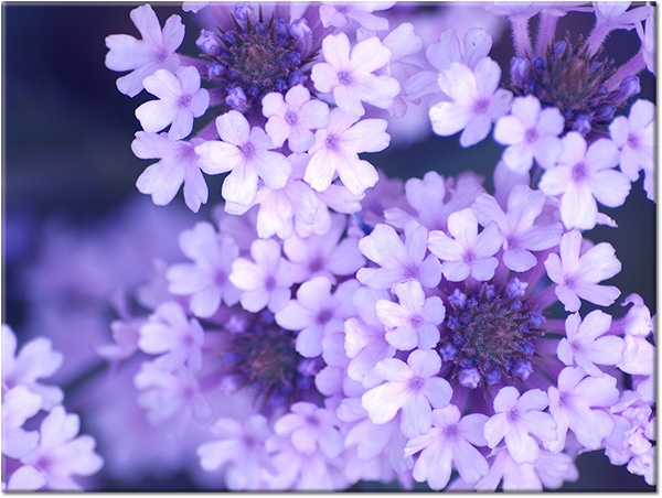 tableau sur toile, blanc, fleurs, lilas, printemps, violet
