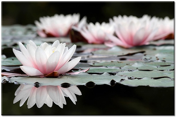 tableau sur toile, beige, blanc, fleurs, lotus, miroir, noir, rose, vert