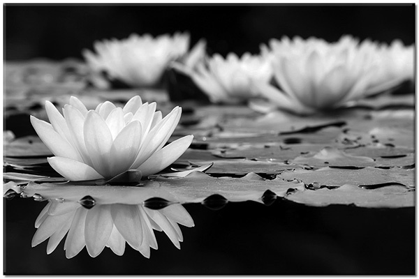 tableau sur toile, beige, blanc, fleurs, lotus, miroir, noir, rose, vert