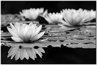 Version: noir-et-blanc