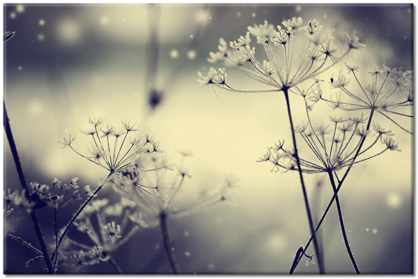 tableau sur toile, blanc, fleurs, glace, gris, noir-et-blanc, pissenlit