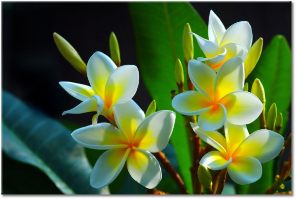tableau sur toile, blanc, fleurs, noir, vert
