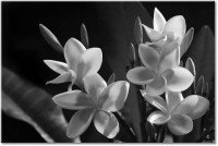 Version: noir-et-blanc