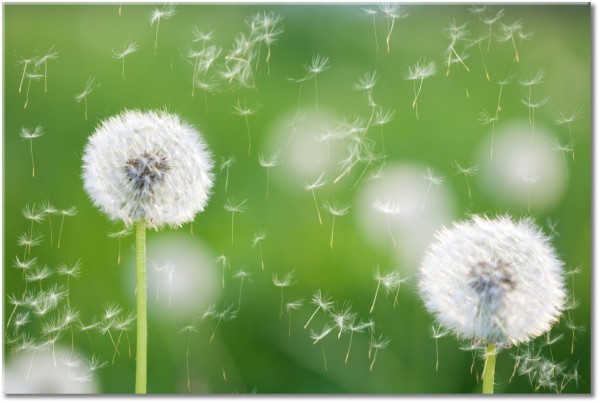 tableau sur toile, blanc, fleurs, gris, vert