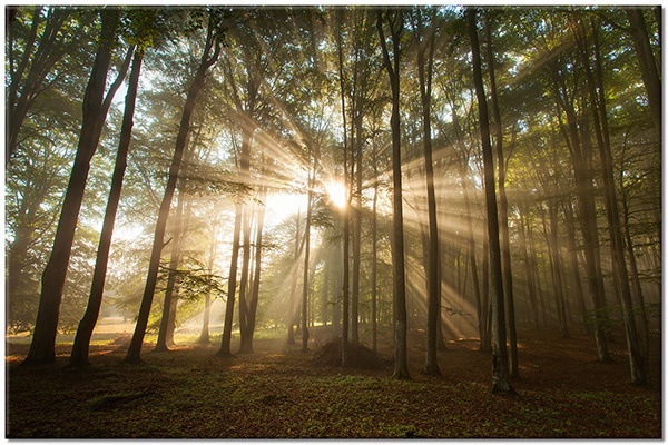 tableau sur toile, arbres, forets, forets, gris, marron, paysages, soleil, vert