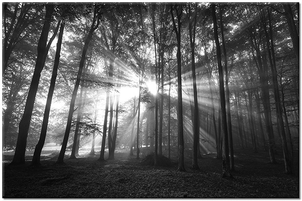 tableau sur toile, arbres, forets, forets, gris, marron, paysages, soleil, vert