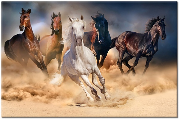 tableau sur toile, animaux, beige, blanc, bleu, chevaux, gris, marron, noir, orange, sable, violet
