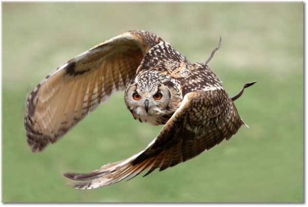 tableau sur toile, animaux, beige, hibou, oiseaux, oiseaux-poissons-insectes, vert, vol