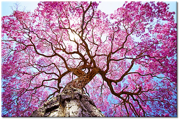 tableau sur toile, arbres, bleu, ciel, fleurs, marron, rose, violet