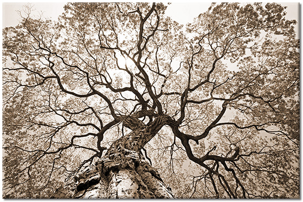 tableau sur toile, arbres, bleu, ciel, fleurs, marron, rose, violet