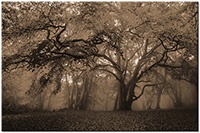 Version: sepia