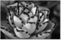Version: noir-et-blanc