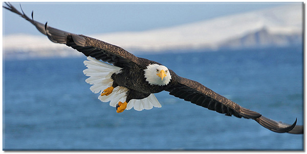 tableau sur toile, aigles, animaux, blanc, bleu, noir, oiseaux, oiseaux-poissons-insectes, vol