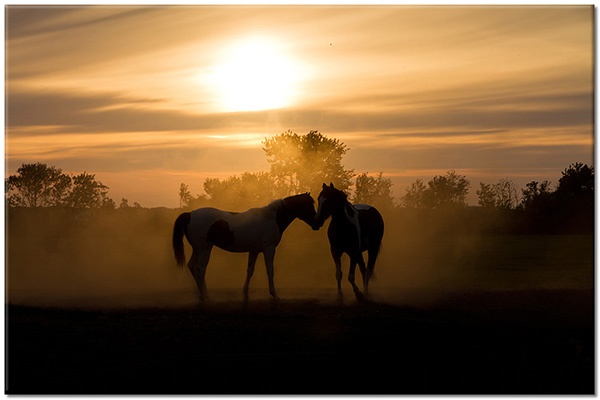 tableau sur toile, animaux, autres-paysages, beige, blanc, chevaux, coucher-soleil, jaune, lever-du-soleil, marron, noir, orange, paysages, silhouettes