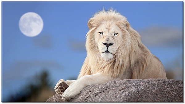 tableau sur toile, animaux, animaux-sauvages, beige, bleu, lions, lune, marron