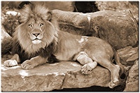 Version: sepia
