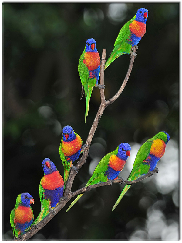 tableau sur toile, animaux, bleu, drole, noir, oiseaux, oiseaux-poissons-insectes, orange, perroquets, vert