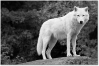 Version: noir-et-blanc