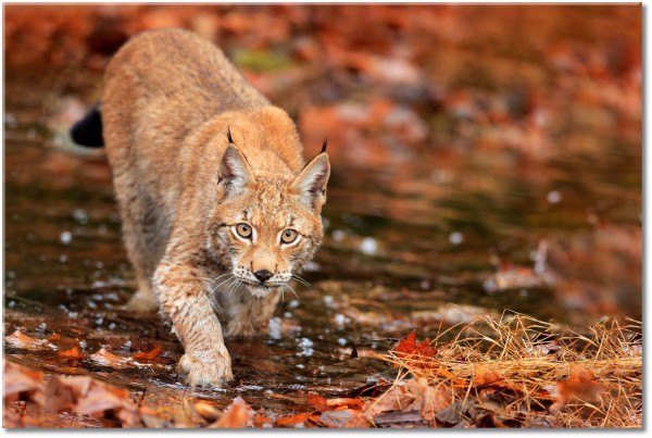 tableau sur toile, animaux, animaux-sauvages, lynx, orange