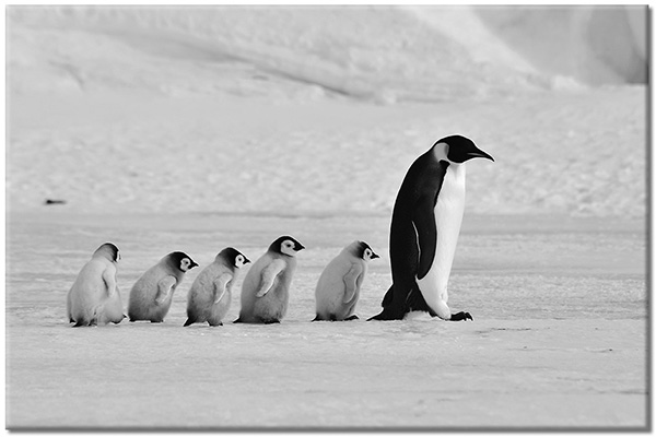 tableau sur toile, animaux, blanc, bleu, glace, neige, noir, oiseaux, oiseaux-poissons-insectes, pingouins, polaire