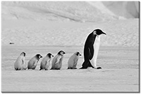 Version: noir-et-blanc