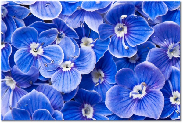 tableau sur toile, bleu, fleurs