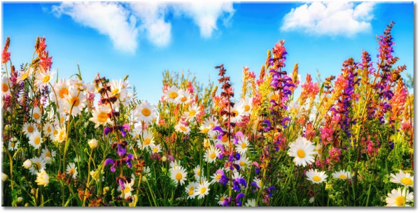 tableau sur toile, blanc, bleu, fleurs, jaune, multicolore, orange, vert, violet