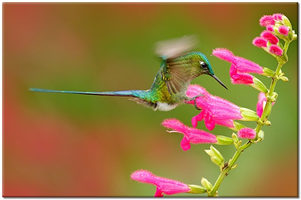 tableau sur toile, animaux, colibris, cyan, fleurs, oiseaux, oiseaux-poissons-insectes, orange, rose, rouge, vert, vol