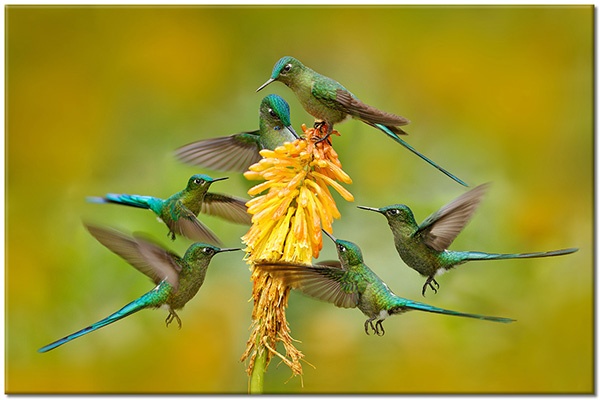 tableau sur toile, animaux, colibris, jaune, oiseaux, oiseaux-poissons-insectes, orange, vert, vol