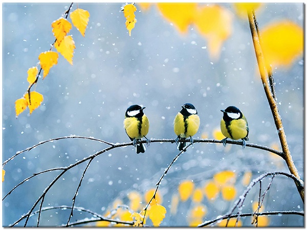 tableau sur toile, animaux, bleu, drole, feuilles, hiver, jaune, neige, oiseaux, oiseaux-poissons-insectes