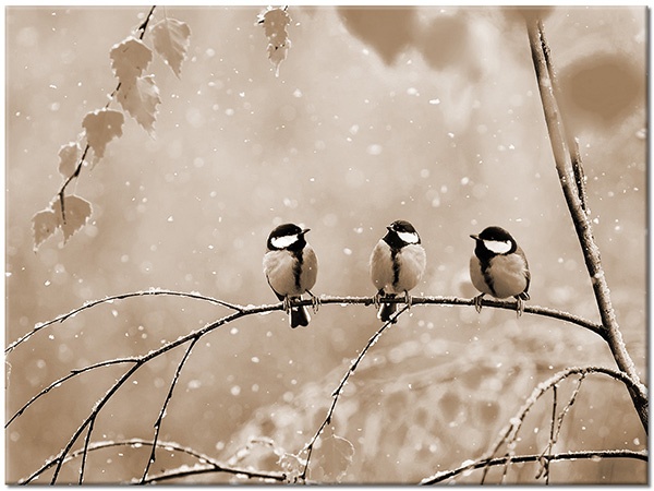 tableau sur toile, animaux, bleu, drole, feuilles, hiver, jaune, neige, oiseaux, oiseaux-poissons-insectes