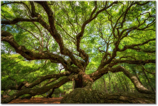 tableau sur toile, arbres, chenes, forets, marron, paysages, vert