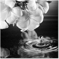 Version: noir-et-blanc