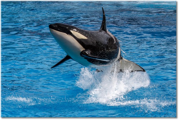 tableau sur toile, animaux, animaux-sauvages, baleine, blanc, bleu, noir, oiseaux-poissons-insectes