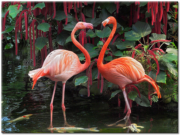 tableau sur toile, animaux, flamant-rose, oiseaux, oiseaux-poissons-insectes, rose, rouge, vert
