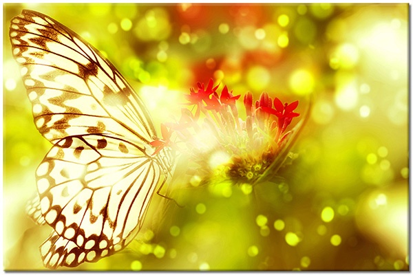tableau sur toile, abstrait-fantaisie, animaux, blanc, fleurs, marron, oiseaux-poissons-insectes, rouge, vert