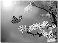 Version: noir-et-blanc