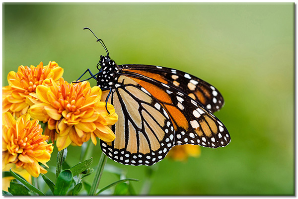 tableau sur toile, animaux, oiseaux-poissons-insectes, orange, papillons, vert