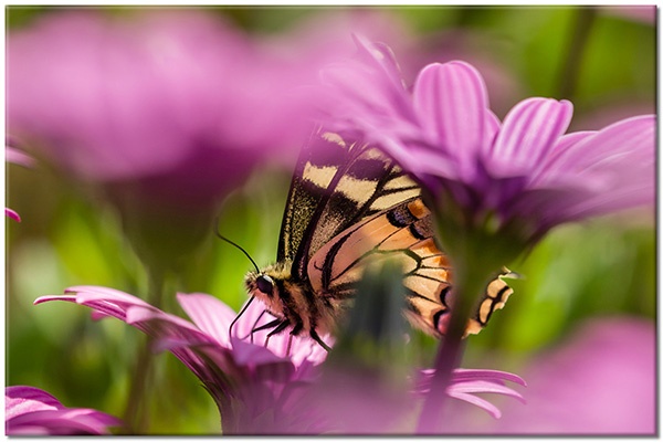 tableau sur toile, animaux, fleurs, oiseaux-poissons-insectes, orange, vert, violet