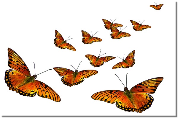 tableau sur toile, animaux, blanc, oiseaux-poissons-insectes, orange