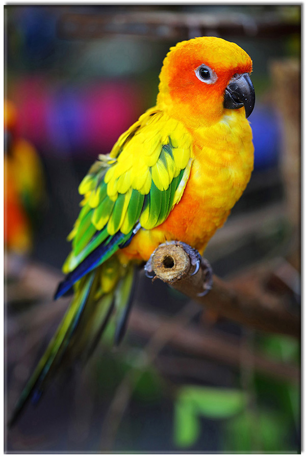 tableau sur toile, animaux, drole, jaune, oiseaux, oiseaux-poissons-insectes, orange, perroquets, vert
