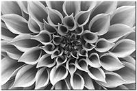Version: noir-et-blanc
